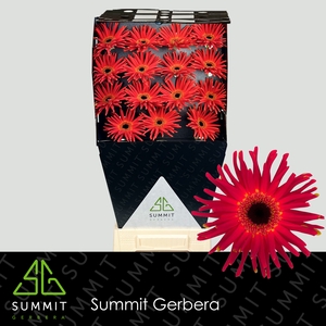 Gerbera Pasta Soiree Diamond