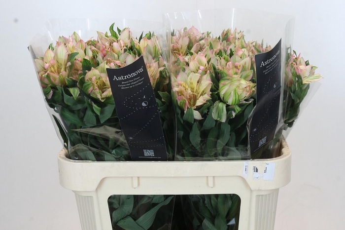 <h4>ALSTROEMERIA ASTRONOVA THABIT primeur*</h4>