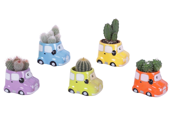 <h4>Thank you Teacher Arr. Cactus Ceramic Pot Car Ø09cm 1PP</h4>