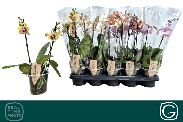 <h4>PHAL MF GEM 4 KL</h4>