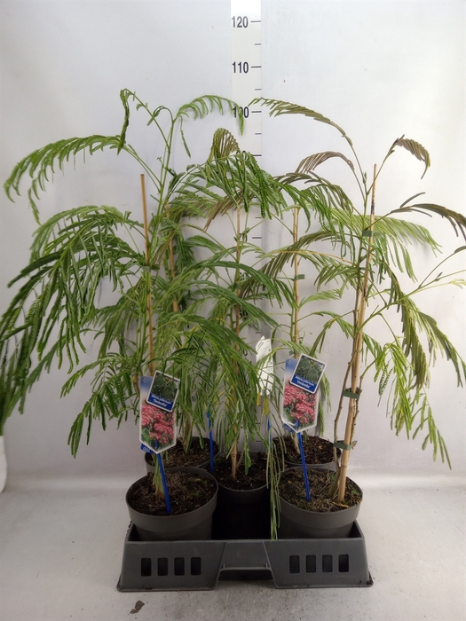 <h4>Albizia julibrissin</h4>