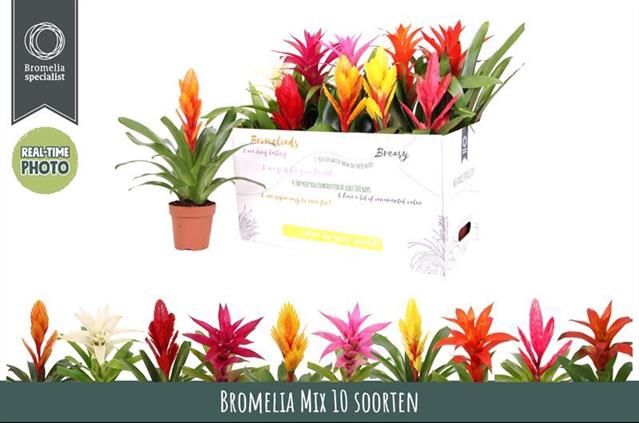 BROMELIA GEM 6 SRT