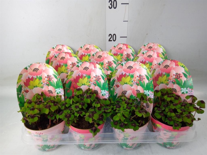 <h4>Oxalis deppei</h4>