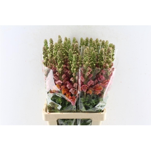 Antirrhinum Maryland Dark Orange