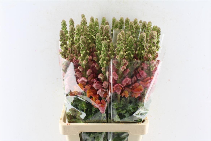 <h4>Antirrhinum Maryland Dark Orange</h4>