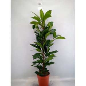 Ficus cyathistipula