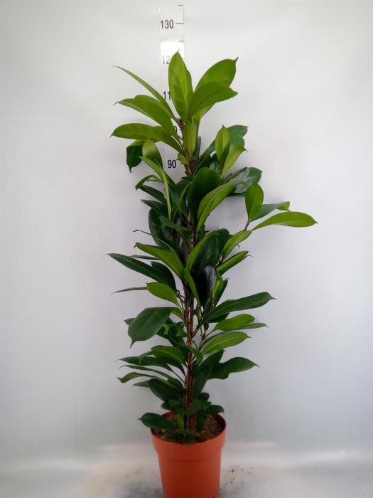 <h4>Ficus cyathistipula</h4>