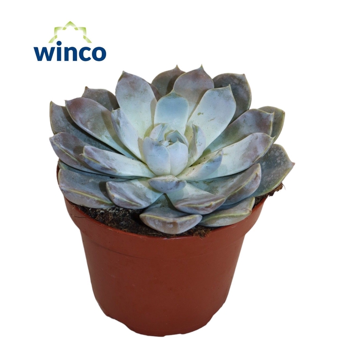 <h4>Echeveria Snowbunny</h4>