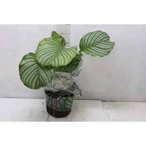 CALATHEA ORBIFOLIA P17