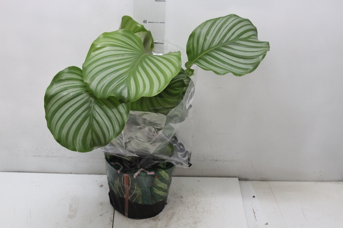 <h4>CALATHEA ORBIFOLIA P17</h4>