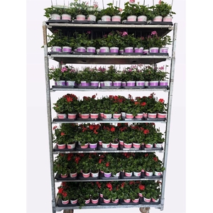 Pelargonium Peltatum Grp mixkar