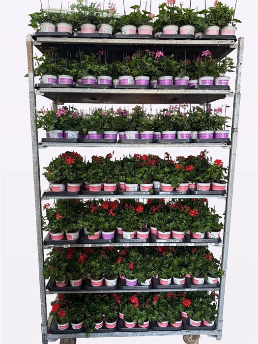 <h4>Pelargonium Peltatum Grp mixkar</h4>