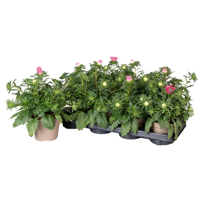 <h4>Callistephus Chinensis Roze</h4>