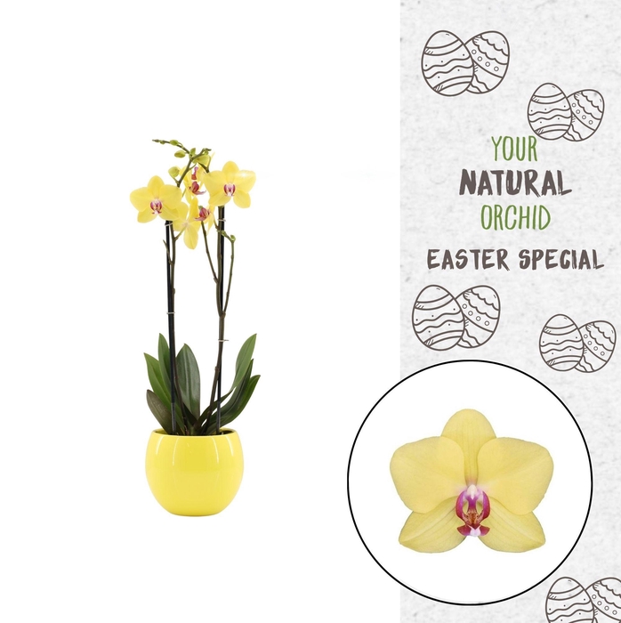 <h4>Your Natural Orchid | Modena in Lisa geel | Phalaenopsis 2 spike</h4>