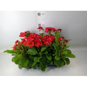 Primula elat. 'Stella Leuchtrot'