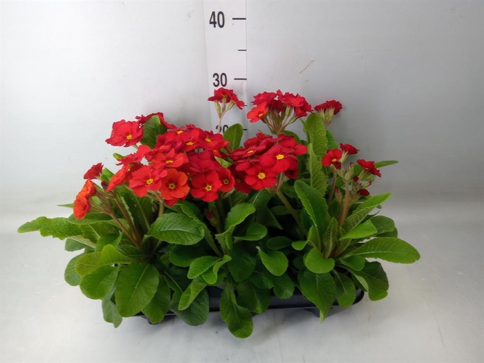 <h4>Primula elat. 'Stella Leuchtrot'</h4>