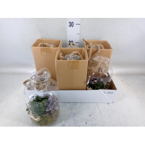 Arr.   Kamerplant Groen L%