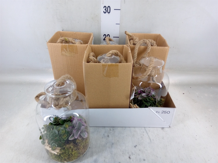 <h4>Arr.   Kamerplant Groen L%</h4>