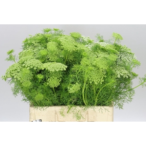 Ammi Visnaga