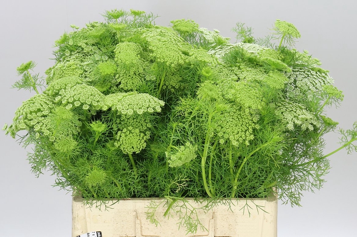 <h4>Ammi Visnaga</h4>