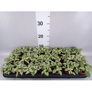 Fittonia  'Mosaic White Forest Fla'