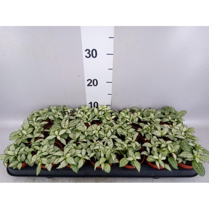<h4>Fittonia 'Mosaic White Forest Fla'</h4>