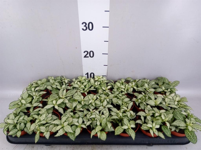 Fittonia  'Mosaic White Forest Fla'