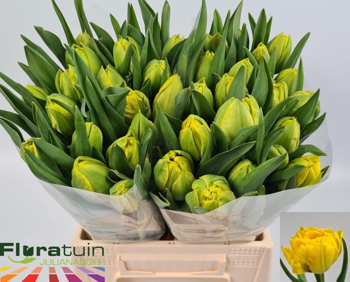 <h4>TU DU LIMOUSINE</h4>