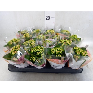 Kalanchoe blos. 'RosDon Alano'
