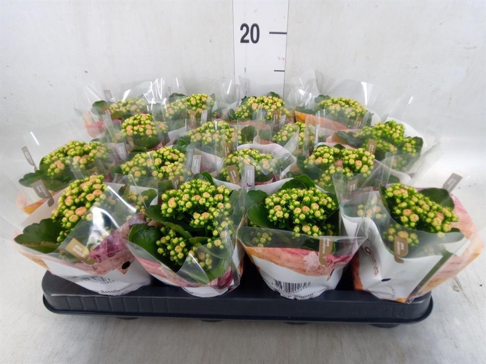 <h4>Kalanchoe blos. 'RosDon Alano'</h4>