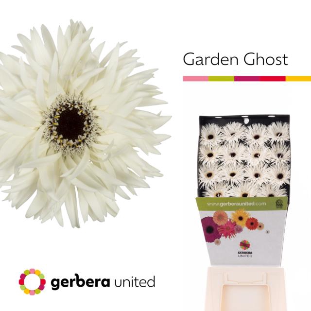 Gerbera diamond garden ghost