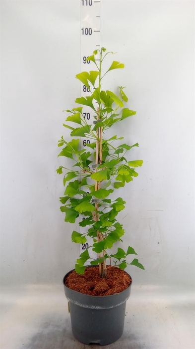 <h4>Ginkgo biloba   ...</h4>