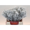 Kaaps Groen Silver Brunia White
