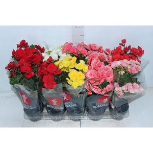 BEGONIA P11