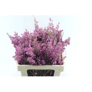 Kaaps Erica Milanthera