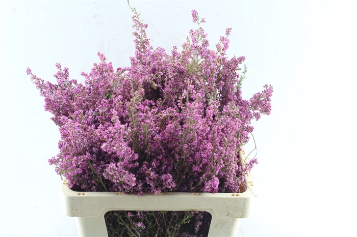 <h4>Kaaps Erica Milanthera</h4>