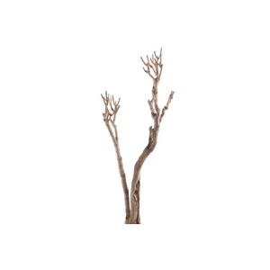 Syringa Branch Extra Granados