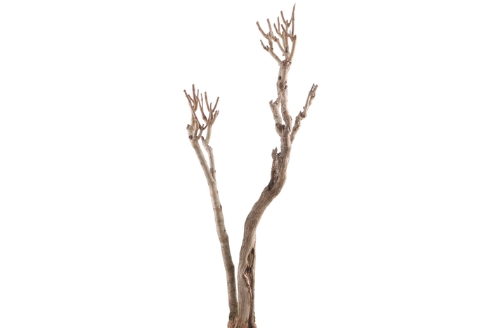 <h4>Syringa Branch Extra Granados</h4>