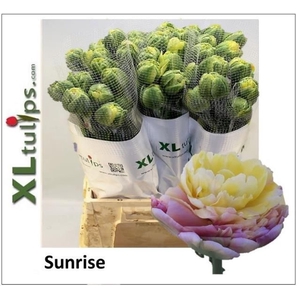 TULIPA DU 'SUNRISE'