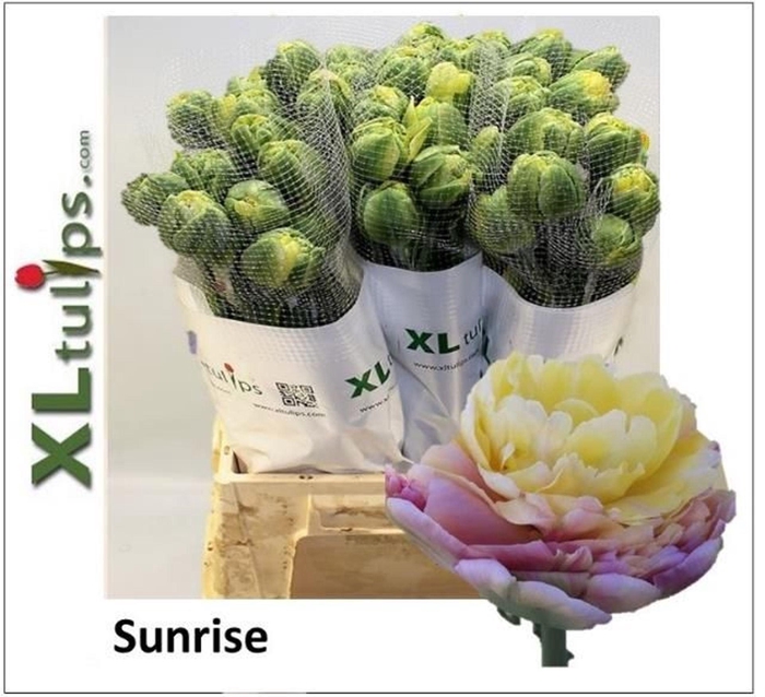 <h4>TULIPA DU 'SUNRISE'</h4>