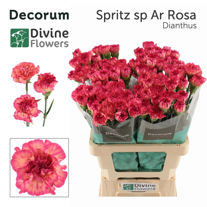 <h4>Di St Sprits Sp Ar Rosa Divine</h4>