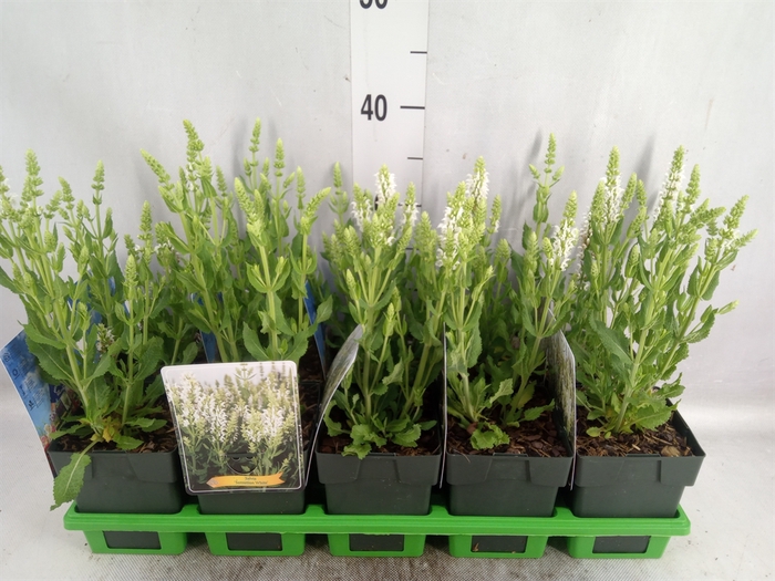 <h4>Salvia nemorosa 'Sensation White'</h4>