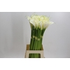 Zantedeschia Eydolls White