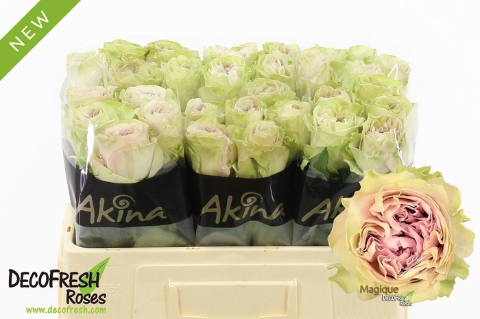 <h4>ROSA GR 'MAGIQUE'</h4>