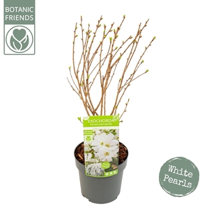 Exochorda r. 'Magical Springtime' ®