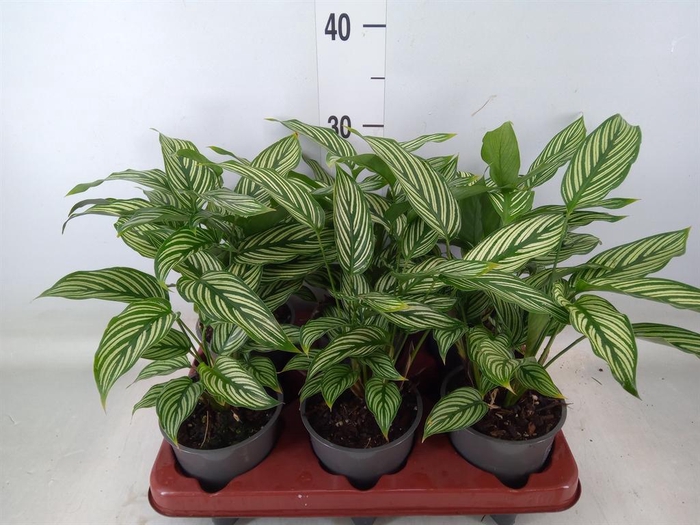 <h4>Calathea   ...</h4>