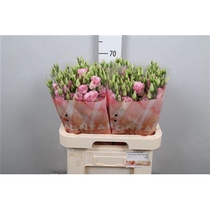 Eus G Lisanne L Pink