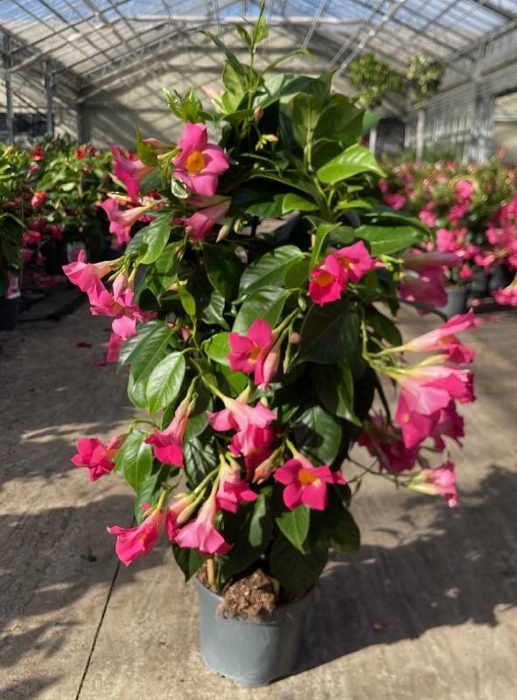 <h4>Dipladenia dubbelboog Quartz</h4>