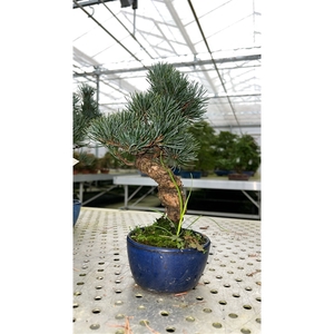 Pinus parviflora, 10cm. (single item)