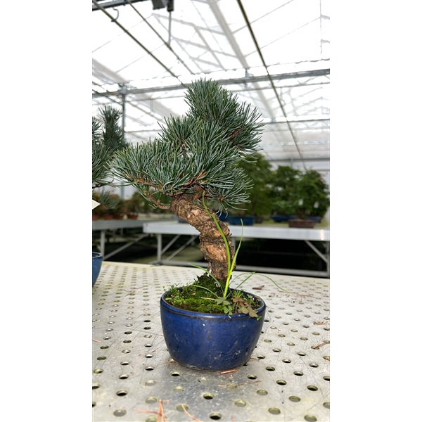 <h4>Pinus parviflora, 10cm. (single item)</h4>